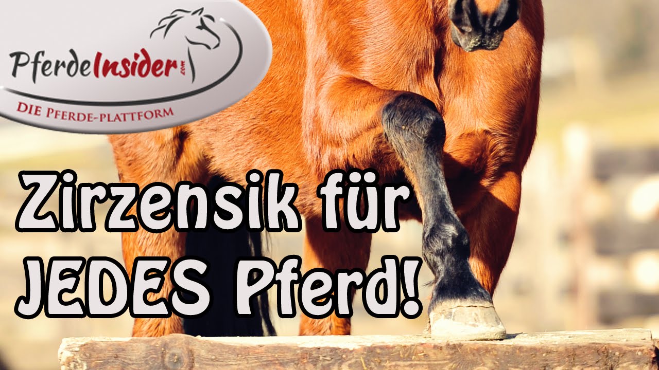 Zirzensische Gymnastik - Sinnvolles Training für JEDES Pferd?? - YouTube