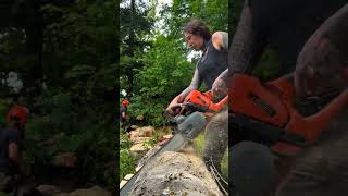 Unbelievable Big Giant Tree Cutting Compilation 2026  #foryou #shorts