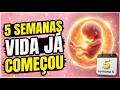 EMOCIONANTE O que acontece nas 5 semanas de gravidez que NINGUÉM te conta! DESCUBRA AGORA