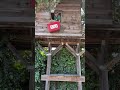 treehouse pulley system #treehouse #pulley #fyp