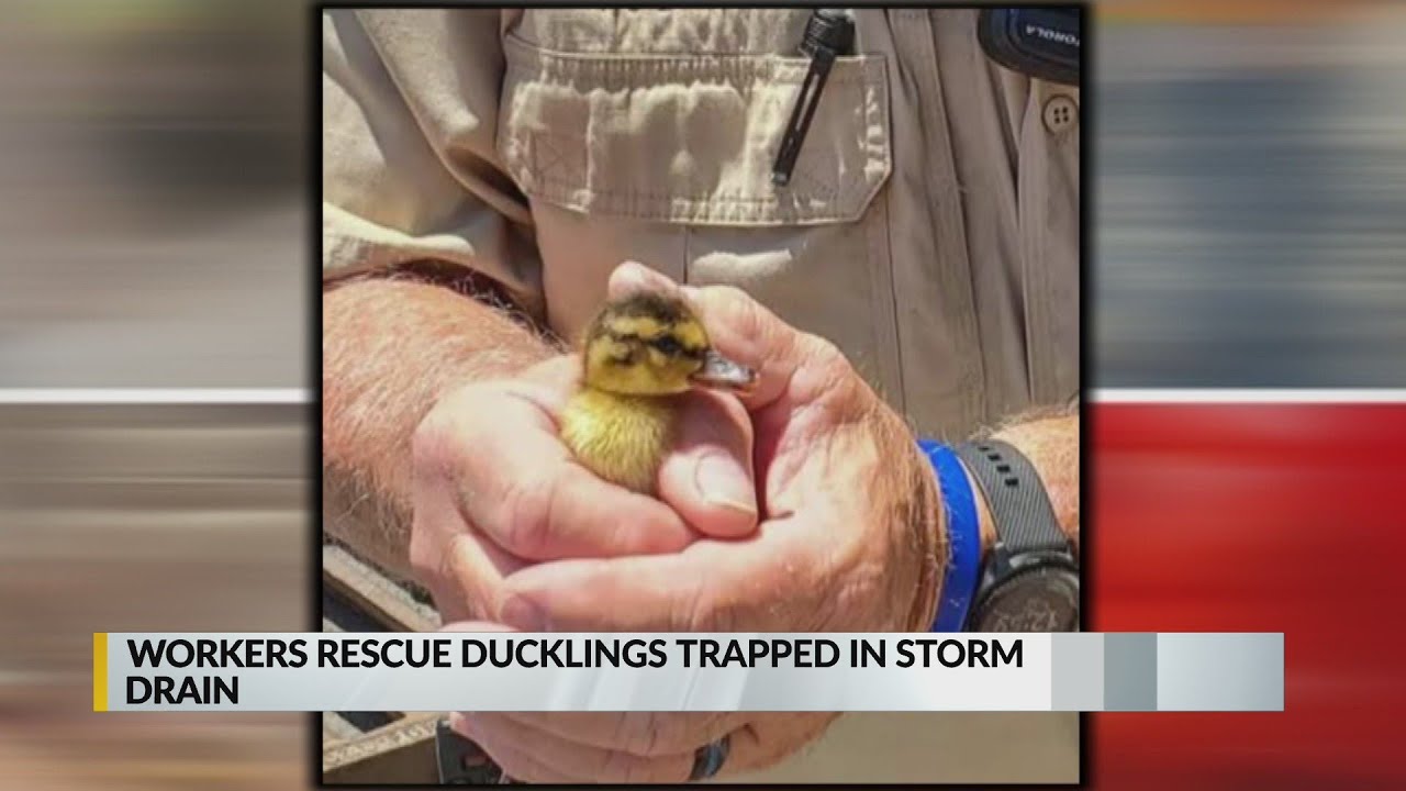 Workers rescue ducklings trapped in storm drain - YouTube