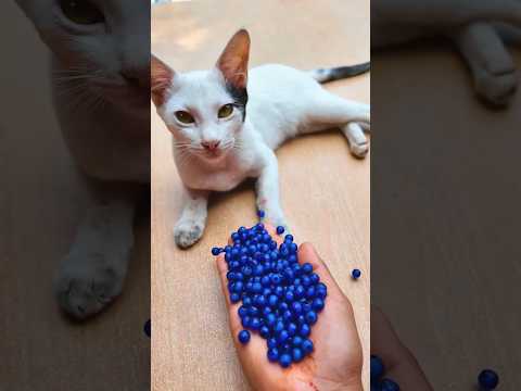 Cat ASMR Satisfying 🌈 Beads Reverse Moment#shorts #cat #asmr #beads #satisfying