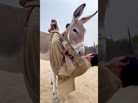 ٱن ظ ر ٱل ف تى م ت ع ل ق ب ك ت ف ٱل ح م ار