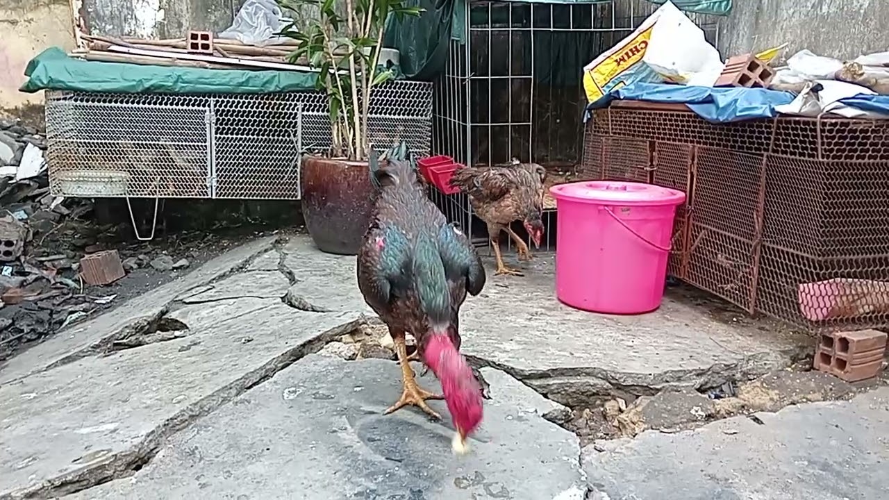 gà đòn..ó mã lại...tây Ninh