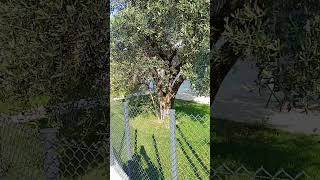 Caminando. por la campiña de Cittadella - Prov di Padova - Veneto - Italia