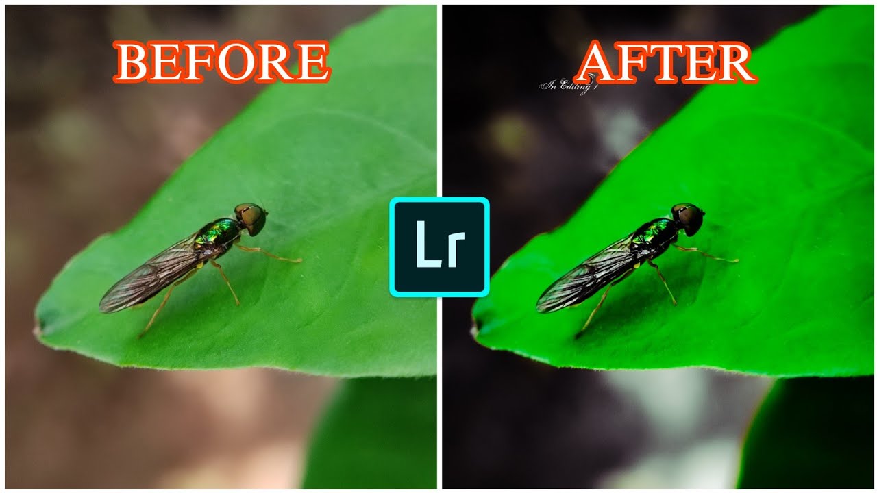 Mobile Photography | Fly | Photo Editing | Lightroom Photo Editing | Insect | In Editing 1