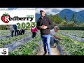 Redberry farm  2023