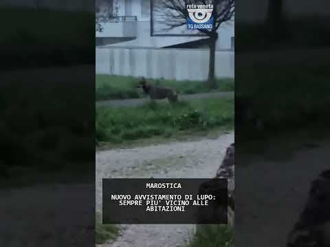 NUOVO AVVISTAMENTO DI LUPO: SEMPRE PIU' VICINO ALL...