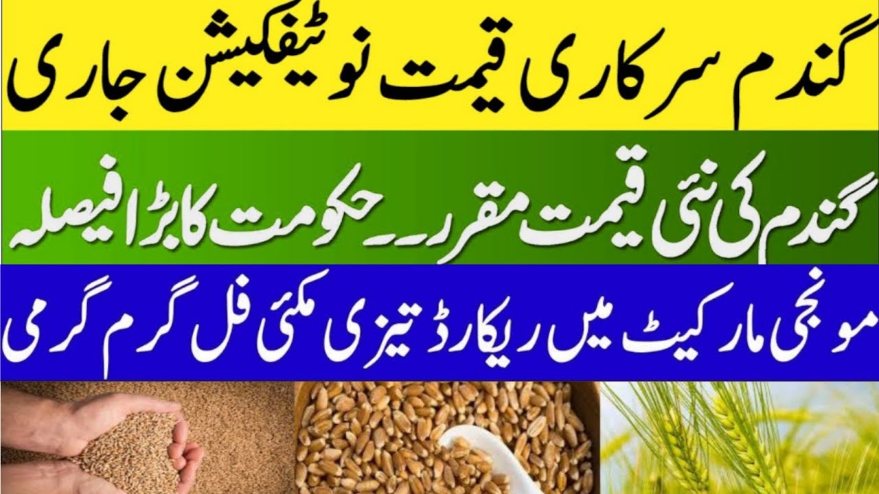 Wheat price today/wheat New Price 2025/Munji Sindh Punjab rates/Gala ...