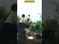大熊猫梦寻对着树枝一顿猫猫组合拳 #panda #cute #redpanda夕消 #上野パンダ #animals #上野パンダ #funny #cutepanda #搞笑 #pets #萌宠