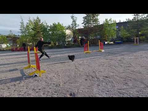 Kleinspitz Kerttu, 6.6.2023, YLÖKK, C hyppyrata