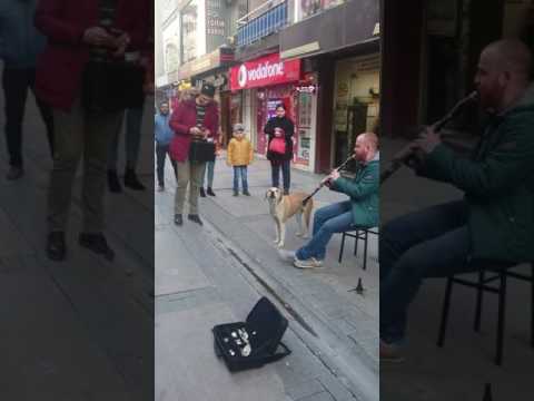 Klarnet eşliğinde şarkı söyleyen sokak köpeği