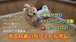 犬ふれ合いカフェ ドルボムtv Dog Traniner Kim Youtube 犬ふれ合いカフェ ドルボムtv Dog Traniner Kim Youtube