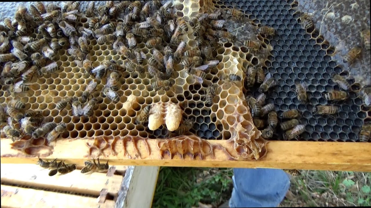 Follow up 7 days after inserting a double screened bottom board in a bee hive.