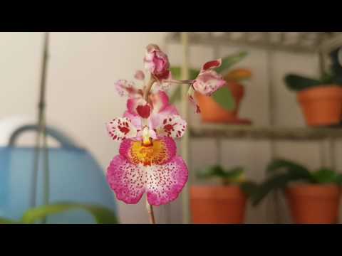 orchids in assam It is situated on the west bank of kameng river (also known as jia bharoli in assam) the house accommodates about 1000 exotic orchids displayed in pots. orchids in assam It is situated on the west bank of kameng river (also known as jia bharoli in assam) the house accommodates about 1000 exotic orchids displayed in pots.