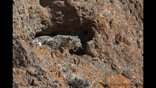 Snow Leopard Tour in Mongolia March 2023