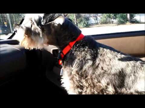 agptek-dog-e-collar-update---fire-pit-update,-and-4health-dog-food-review