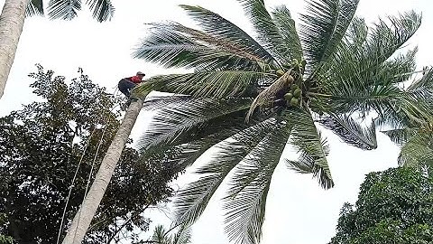 anh thợ cưa hạ cây dừa siêu Cao hai chục mét hai mươi năm tuổi ở ô lăm