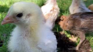 3 weeks old chicks