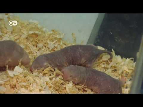Video: Tikus mol umum: deskripsi dan foto