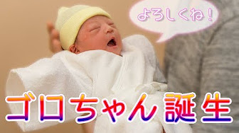 ごろごろ日記を全部見る