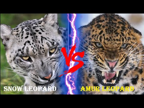 AMUR LEOPARD VS SNOW LEOPARD - Amur Leopard VS Snow Leopard Who Would Win