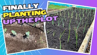 Finally planting up the plot.