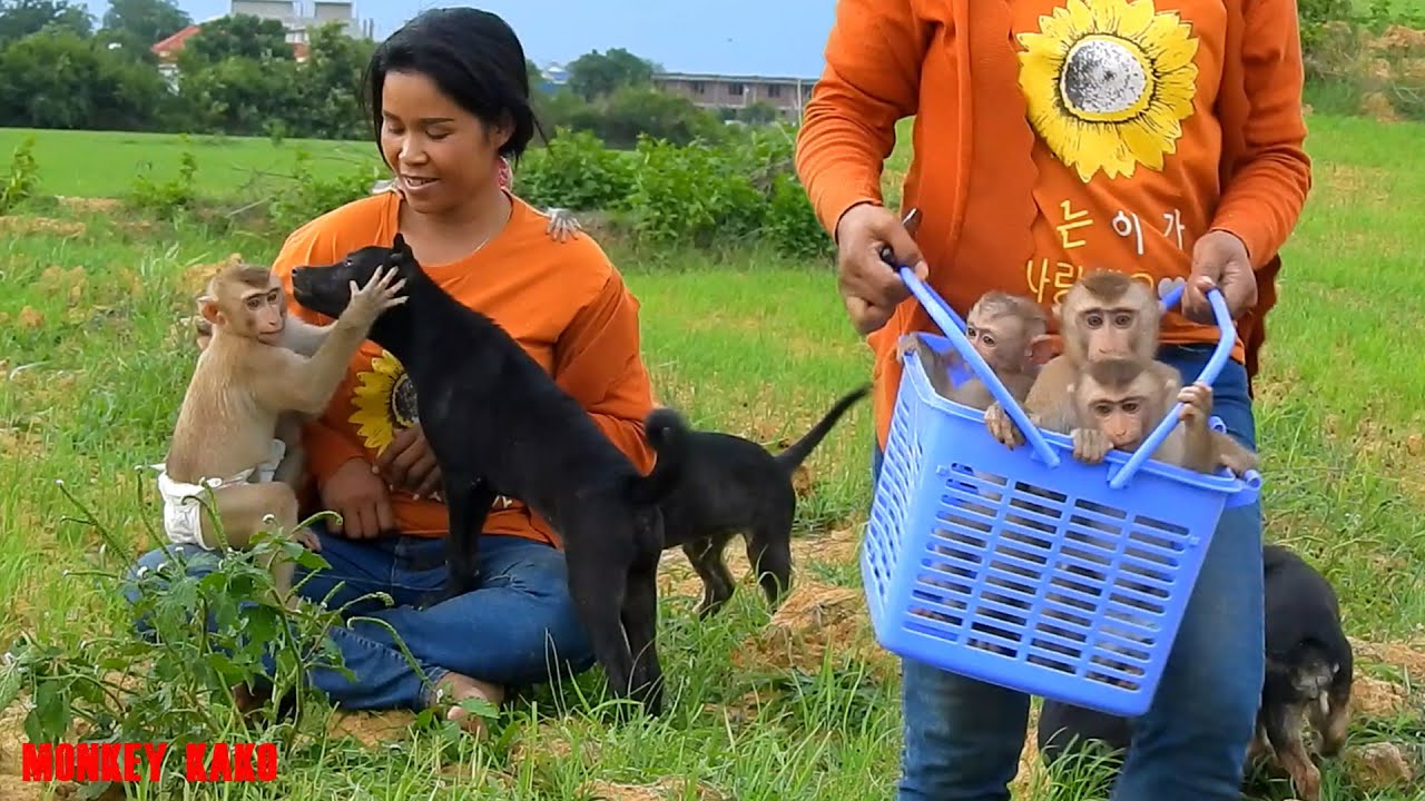 Happy Afternoon!! Mom Carrying 3 Baby Monkey In Basket To Play With Dog At Rice Field