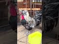 イオンモールつくばのニワトリの展示会