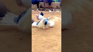 Viral video of a pigeon doing backflips has left the Internet stunned. #shorts #viralvideo Viral video of a pigeon doing backflips has left the Internet stunned. #shorts #viralvideo