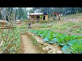 Full video: Harsh days on the farm, Growing black beans, seeding, reinforcing CABIN