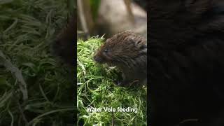 Water Vole feeding