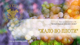 Владимир Шкира «Жало во плоти»