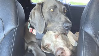 Dog's sisters have the sweetest response to her getting sick