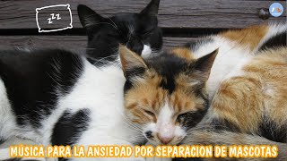 Sin Anuncios Música Para Gatos 10 Horas De Canciones Suaves Y Relajantes