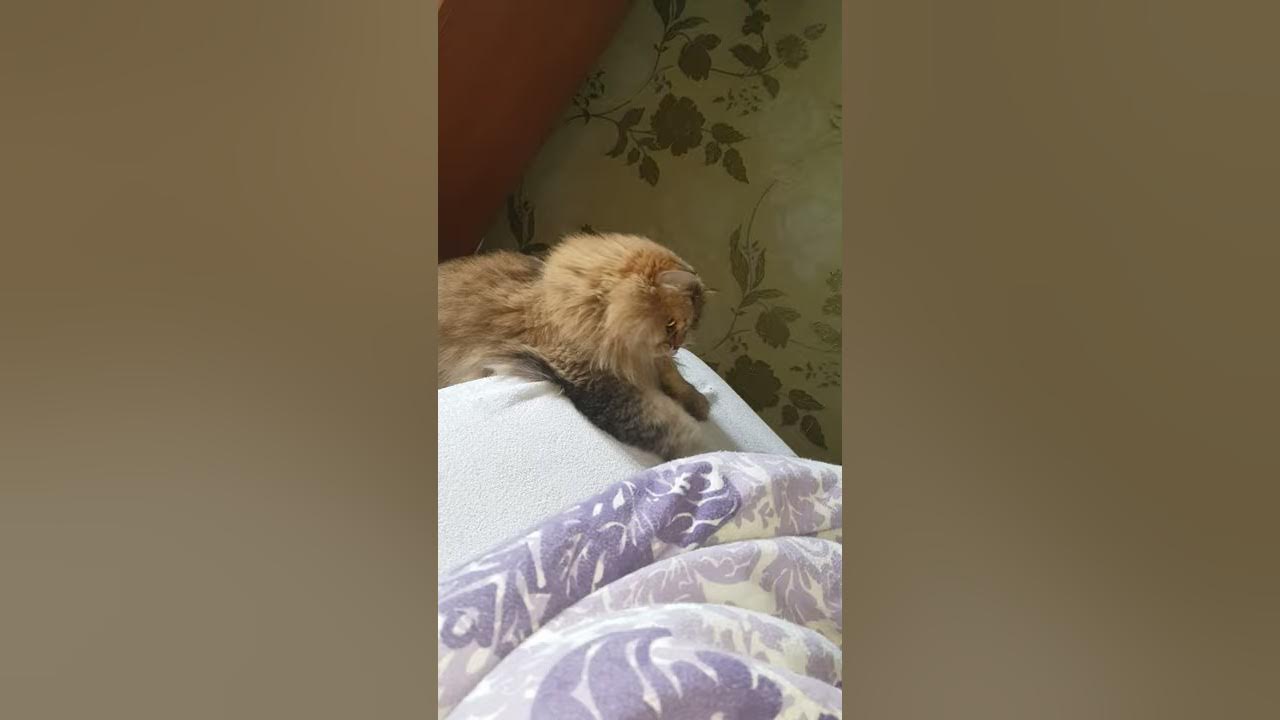 Кот Апперкот ))) - YouTube