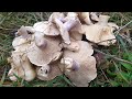 Открыл грибной сезон🍄 Рядовка лиловоногая(синяя ножка)
