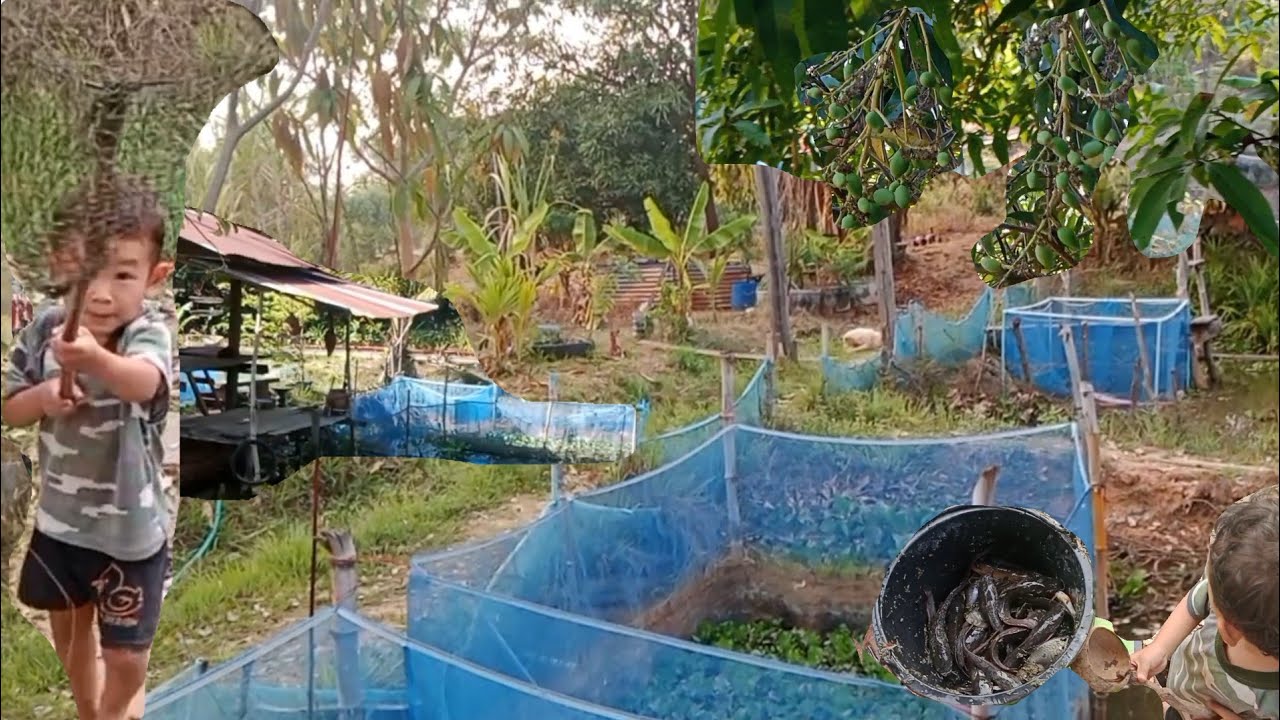 สวนเกษตรผสมผสานกับแหล่งอาหารข้างบ้านที่มีกินได้ไม่มีอด #fishing #food #fish #nature #farming 