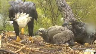 Decorah Eagles trying to stay dry and fed 05 08 2019