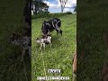 Lote de cría Nelore pintado comercial 🐮🌱