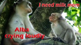 Alba still require milk! Poor girl Alba hungry she cries for milk