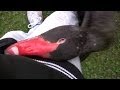 Swan attacks me during feeding - angry swan attack