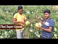 Best Verity For Guava Farming_ Thai Super Guava Plant