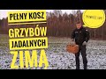 Grzyby które możemy zbierać przez całą zimę