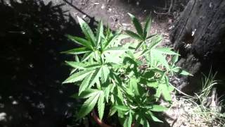Grow update
