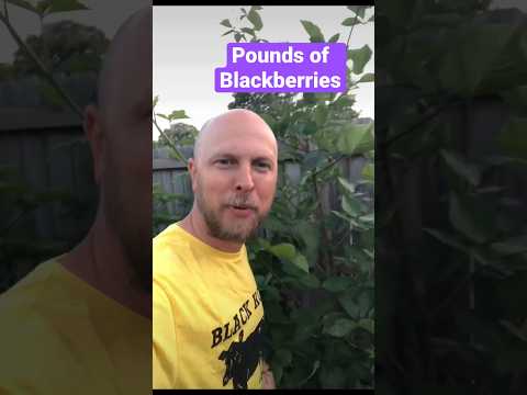 Video: Vinteriserende bjørnebær: Blackberry Bush Vinterpleie i hagen