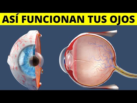 Los OJOS: cómo funcionan, anatomía, partes, funciones, sentido de la vista