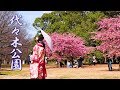 【Cherry blossoms】TOKYO. Yoyogi Park  #4K #代々木公園 #河津桜