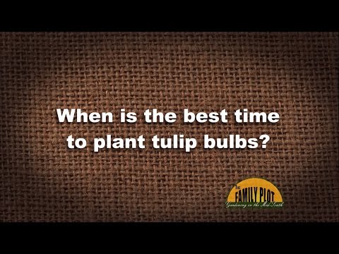 Q&A - When is the best time to plant tulip bulbs?