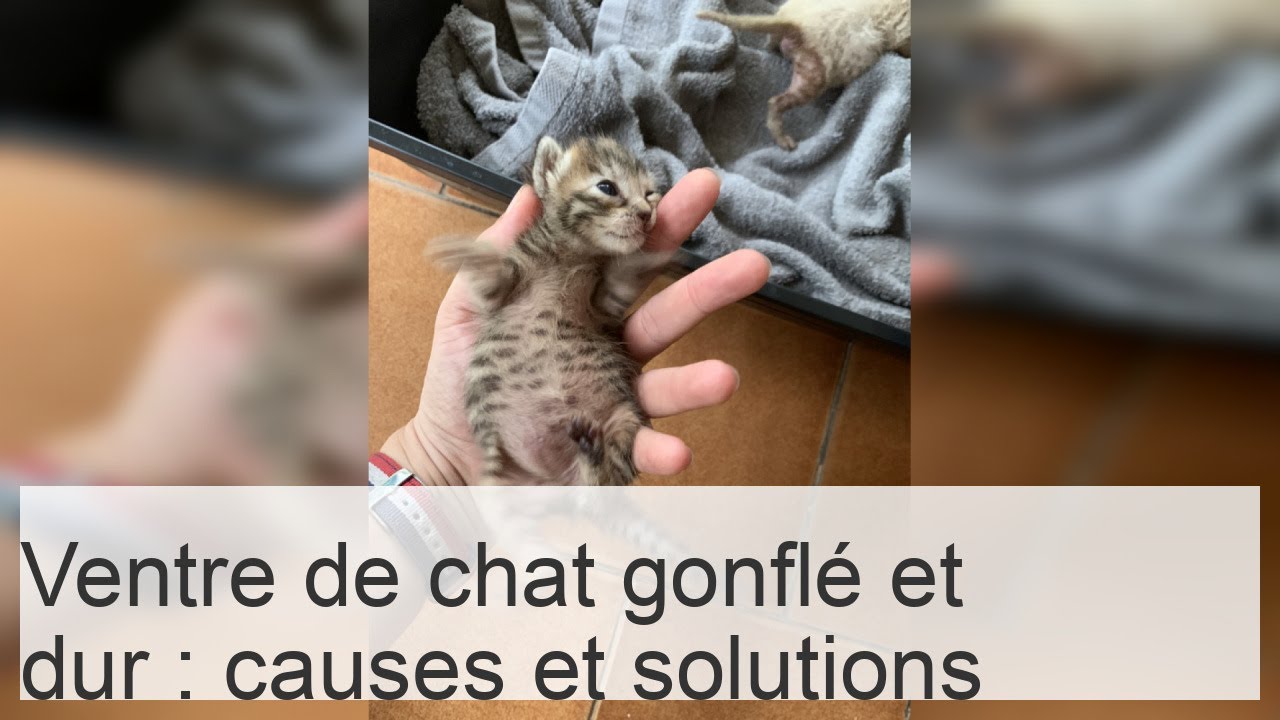 Pourquoi mon chat atil le ventre gonflé et dur ? Principales causes — free download